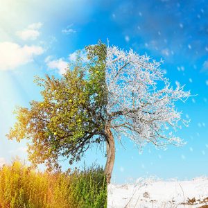 Apple tree split in two seasons: summer and winter