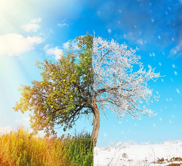 Apple tree split in two seasons: summer and winter